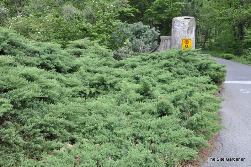 Juniperus c. pfit. 'Nick's Compact'
